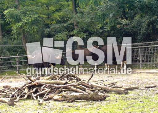 Gaur.jpg
